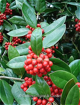 Ilex cornuta 'Needlepoint' is a brilliant red-berried variety.  Also known  as 'Anicet Delcambre' and 'Willowleaf.'