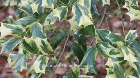 Ilex cornuta 'O Spring' has cream and green variegated leaves which stand out well in the winter landscape.