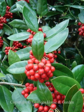 Ilex cornuta 'Willowleaf'