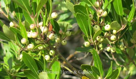 Ilex glabra 'Leucocarpa' is a white-fruited form of inkberry holly.