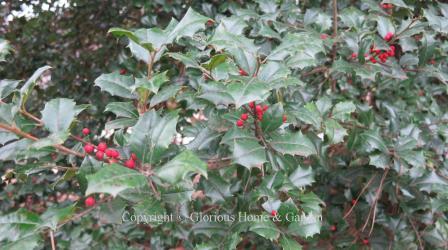 Ilex opaca, American holly berries