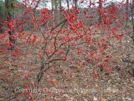 Ilex verticillata, winterberry holly