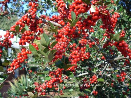 Ilex vomitoria, yaupon holly