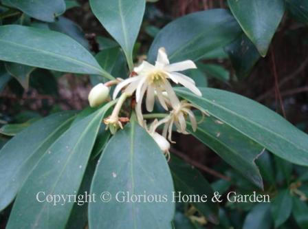 Illicium anisatum