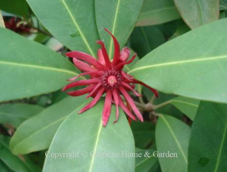 Illicium floridanum