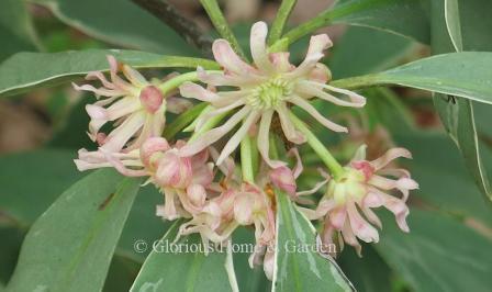 Illicium floridanum 'Grey Ghost' has lovely grey-green leaves with white margins and pale pink flowers in spring.