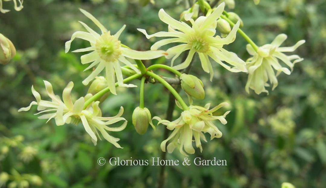 Illicium floridanum var. 'Alba' is like the species, but has white flowers.