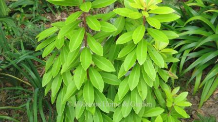 Illicium parviflorum 'BananAppeal' has golden-green foliage which really lights up a shady area.