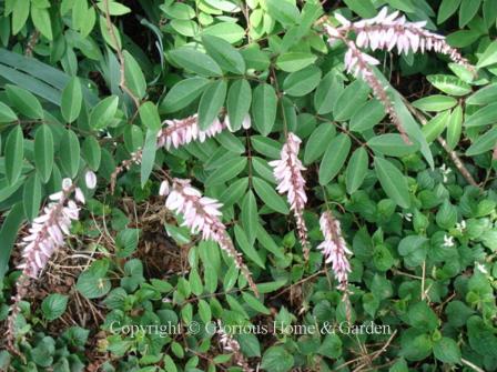 Indigofera decora