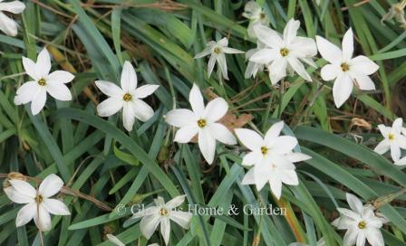 Ipheion uniflorum 'Alberto Castillo' is a white variety.