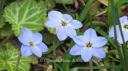 Ipheion uniflorum 'Rolf Fiedler' is blue-violet with rounder petals.
