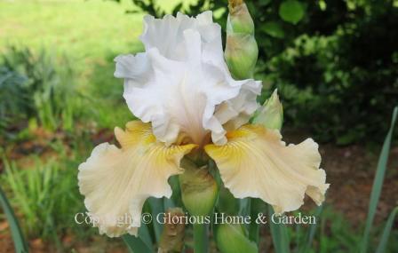 Iris eermanica 'Champagne Elegance' is a tall bearded iris in a lovely color combination of white standards and peachy-apricot falls.