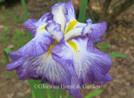 Iris ensata 'Cascade Spice' is a Japanese iris with large flat blooms of white heavily edged and streaked in purple.