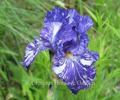 Iris germanica 'Batik' is a border bearded iris with a broken pattern of purple streaks and splotches of white.