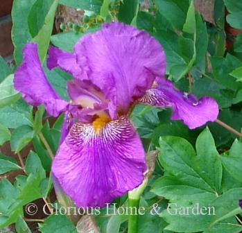 Iris germanica 'Benton Evora' is lavender-orchid self tall bearded iris.