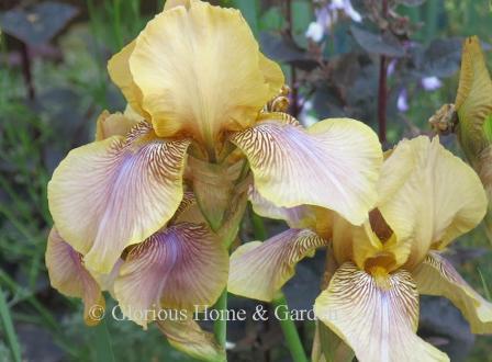 Iris germanica 'Benton Olive'
