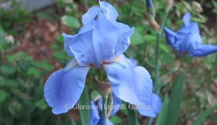 Iris germanica 'Blue Rhythm' is an historic iris dating from 1945.  Elegant blue self.