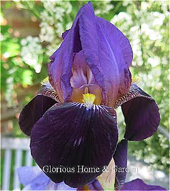 Iris germanica 'Cinnabar' is a historic tall bearded iris dating from 1928.  It is a purple bitone with lighter standards and deep purple falls.