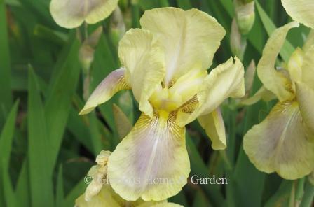 Iris germanica 'Cleo Murrell'