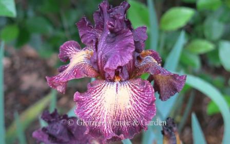 Iris germanica 'Drama Queen'