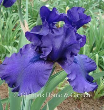 Iris germanica 'Dusky Challenger' is a dark purple tall bearded iris in dark purple.