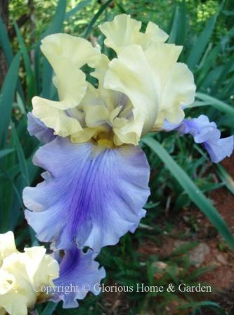 Iris germanica 'Edith Wolford' is a tall bearded iris with a lovely bitone combination of soft yellow standards, and soft purple falls.