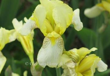 Iris germanica 'Flavescens' is a wild-occurring hybrid discovered by De Canelle.  It is a yellow self with yellow standards and lighter yellow falls,