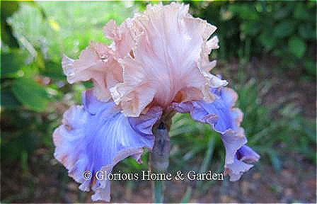 Iris germanica 'Florentine Silk' is an award-winning bicolor tall bearded iris with peach standards and lavender falls.
