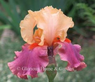 Iris germanica 'Frimousse' is a stunning bicolor of apricot standards and raspberry falls highlighted with an orange-red beard.  Bred by Cayeux in France.