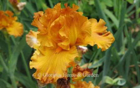 Iris germanica 'Golden Panther' is a tall bearded is in a blend of coppers, browns and golds.  Multiple award winner.