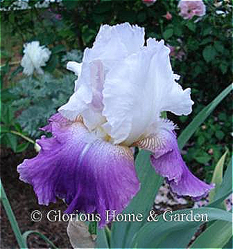 Iris germanica 'Jazzed Up' is a tall bearded iris in the amoena pattern with white standards and lavender falls. The white of the standards bleeds into the falls.