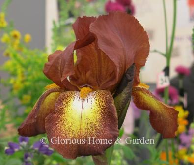 Iris germanica 'Kent Pride' is a tall bearded iris in the plicata pattern with chestnut brown standards and falls. The falls have a white splotch surrounded by yellow.