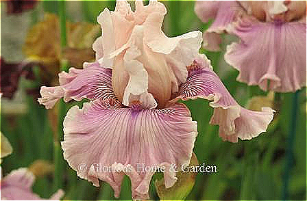 Iris germanica 'Mystic Art' is a tall bearded iris with pink standards and pink/rose falls overlaid with lavender. The heavily ruffled edges are called "bubble-ruffled."