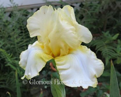 Iris germanica 'Total Recall' is a tall bearded iris with ruffled lemon yellow standards and white falls edged with darker yellow, orange beard.  Good rebloomer.