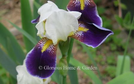 Iris germanica 'Wabash' is a tall bearded iris in an amoena pattern with white standards and rich purple falls with a tiny edging of white and bright yellow beard.