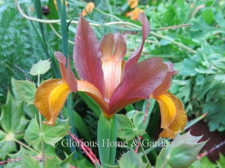 Iris hollandica 'Autumn Princess'
