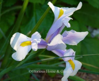 Iris hollandica 'Carmen'