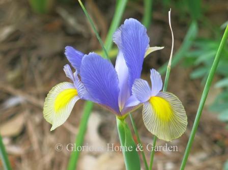 Iris hollandica 'Mystic Beauty'