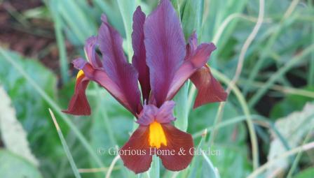 Iris hollandica 'Red Ember'