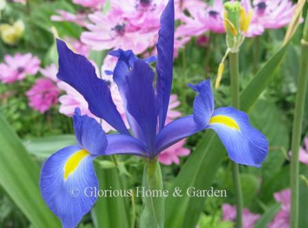 Iris hollandica, or Dutch iris, 'Telstar' is a deep blue beauty.
