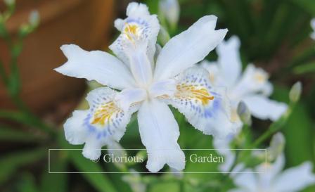 Iris japonica 'Porcelain Maiden'