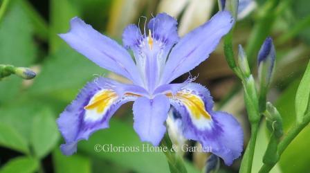 Iris japonica 'Skirt Chaser'