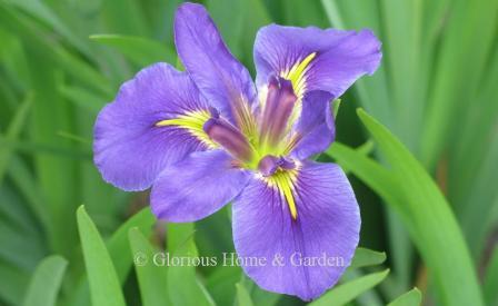Iris x louisiana 'Geisha Eyes,' violet with bright yellow signals.
