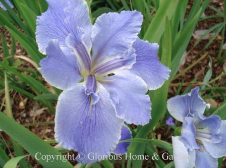 Iris louisiana 'Now and Forever,' soft lavender with thin white edge.