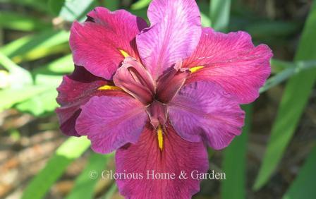 Iris x louisiana 'Red Velvet Elvis,' red standards, darker red falls with yellow spear signals, dark style arms.