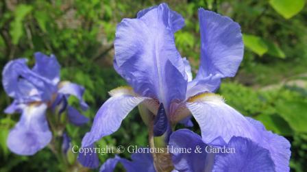 Iris pallida var. dalmatica or sweet iris, is grown and harvested for its roots to use as a fixative for perfumes.  A native of Italy, I pallida has flowers of a rich lavender-blue with a fragrance redolent of grapes.