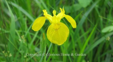 Iris pseudacorus, a yellow iris good for pond and stream banks.