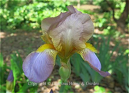 Iris germanica 'Quaker Lady' is a historic tall bearded iris from 1909.  It is a blend of tannish standards and light violet falls with a distinctive yellow beard.