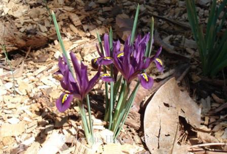 Iris reticulata 'J. S. Dijt'