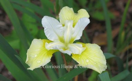 Iris sibirica 'Butter and Sugar'